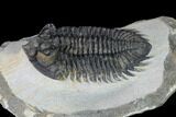 Coltraneia Trilobite Fossil - Huge Faceted Eyes #165843-1